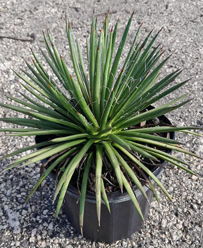 6" Agave Geminiflora